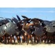 Myrmidons